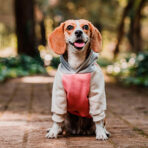 Hoodie Candy Chic Pet Lounge - Imagen 7