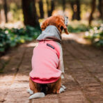Hoodie Candy Chic Pet Lounge - Imagen 8